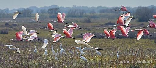 Birds Taking Wing_27889.jpg - Roseate Spoonbills, Ibis, and egrets photographed near Port Lavaca, Texas, USA.